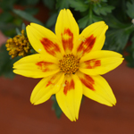 Bidens Sunbird Yellow Red Star